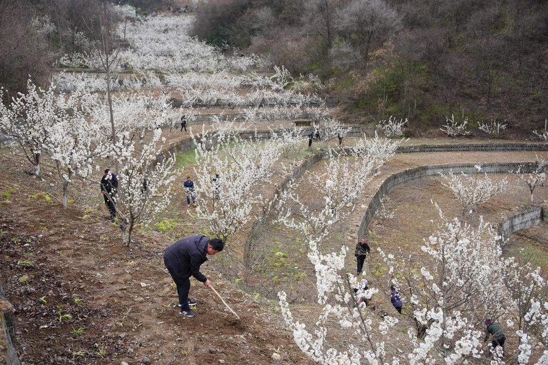 冬季较常年显著偏暖，“九九”期间是否一路向暖