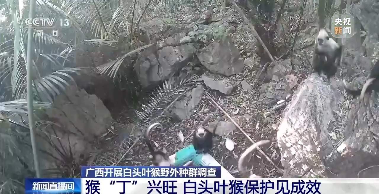 “猴丁兴旺”保护见成效 深入石山探访白头叶猴栖息地