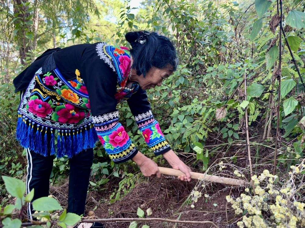 美味松露,缘何成中国新“土特产”