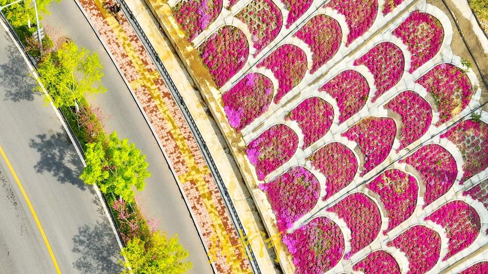 惊艳！鳌角山山体公园现玫红色鱼鳞状花堤