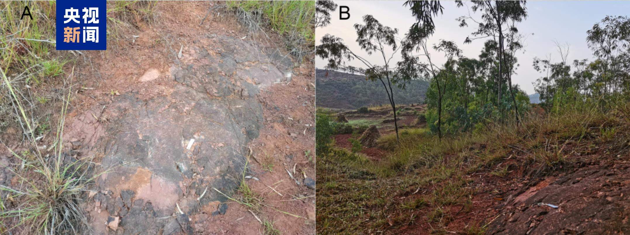 云南发现恐龙新属种:金沙江元谋盗龙