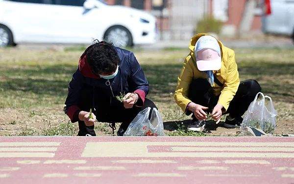 又有人被野菜“放倒”了，这次是“一支箭”