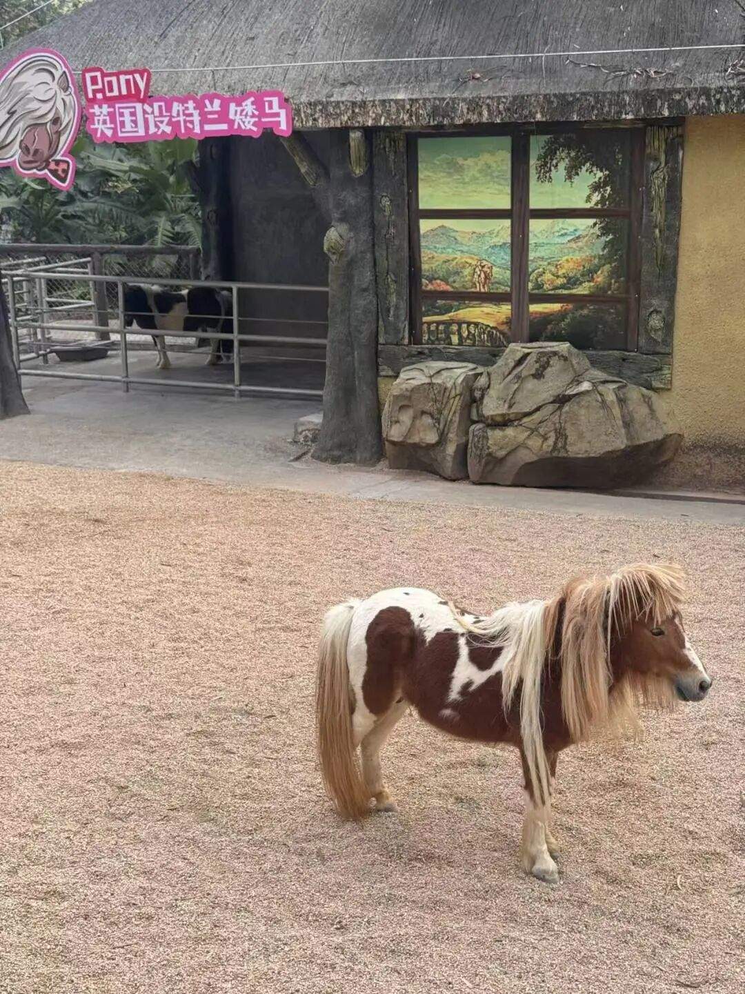 马年跟风养马？年耗数万元修蹄 律师：城市养须报批