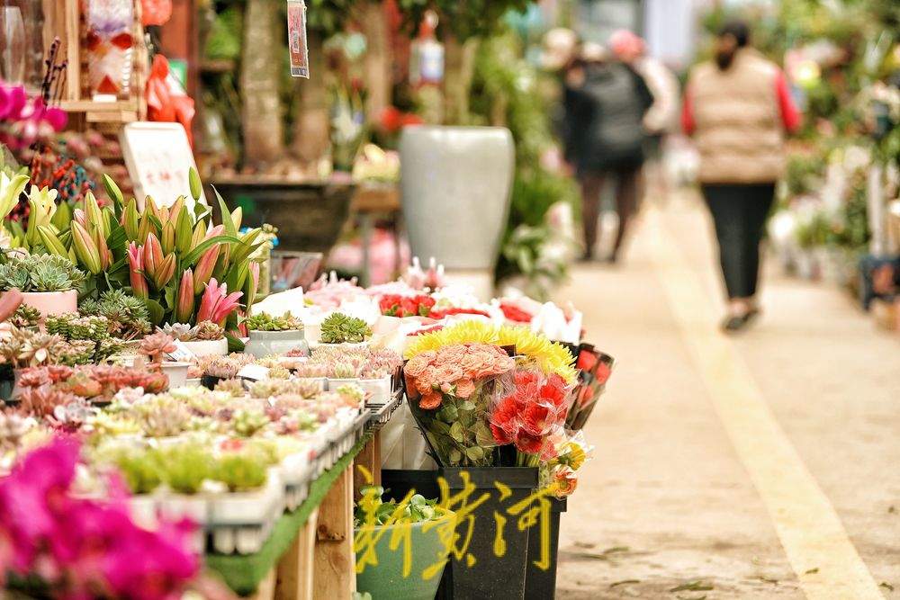 3月7日,记者在济南西部一家花卉市场看到,不少市民都来到市场里选购