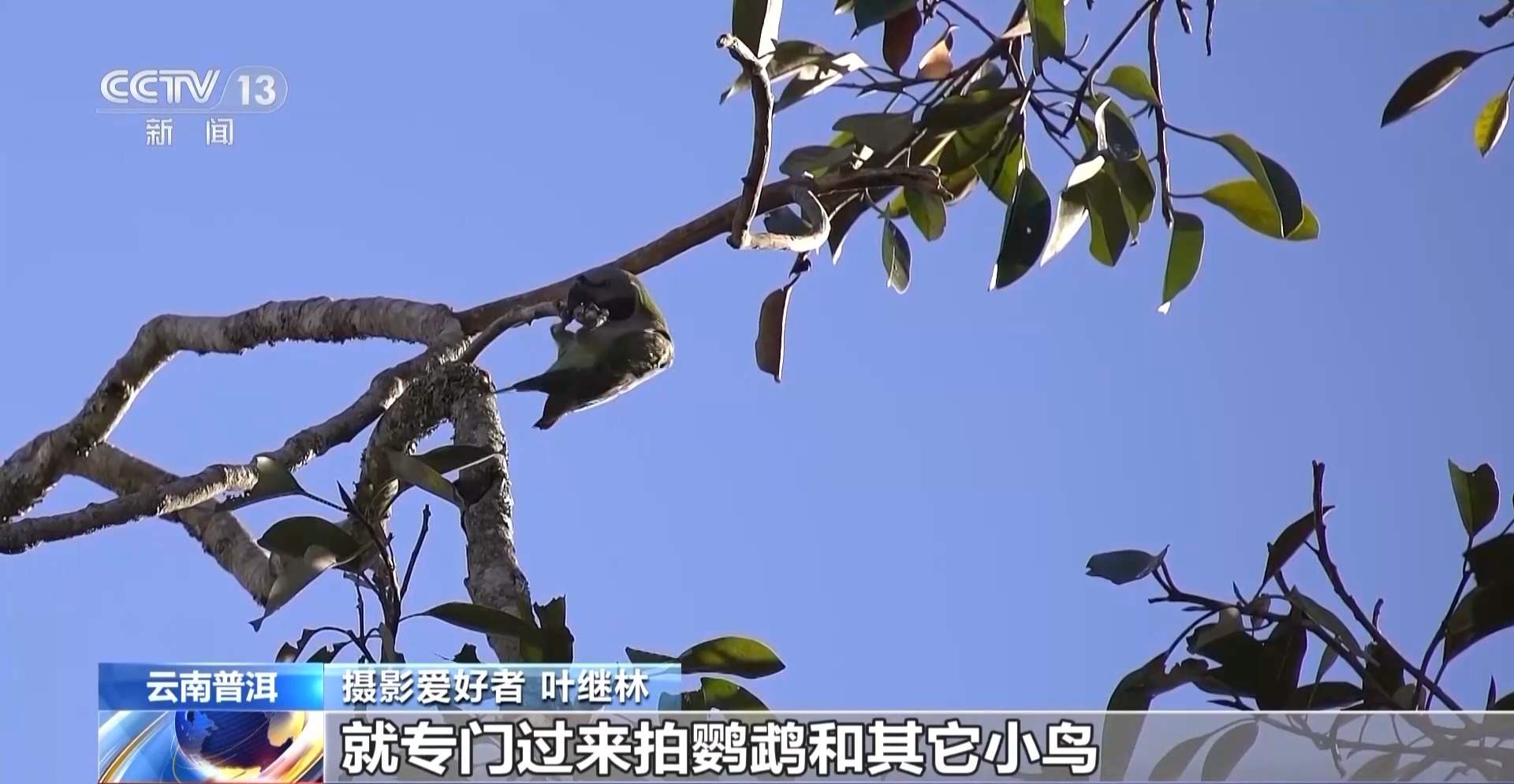 公园长满“打鸟”大爷 银发一族助力小城“观鸟经济”