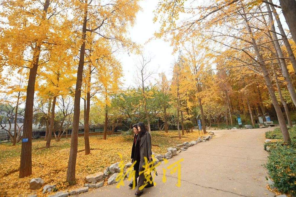 泉城公园银杏落叶缤纷美如画