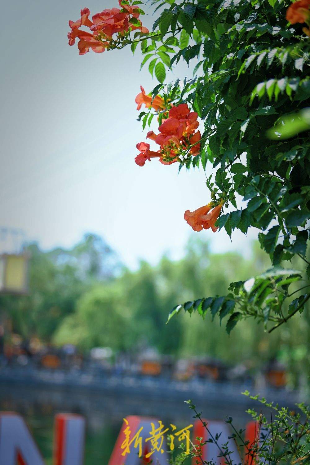 初夏浪漫！百花洲凌霄花开火红热烈