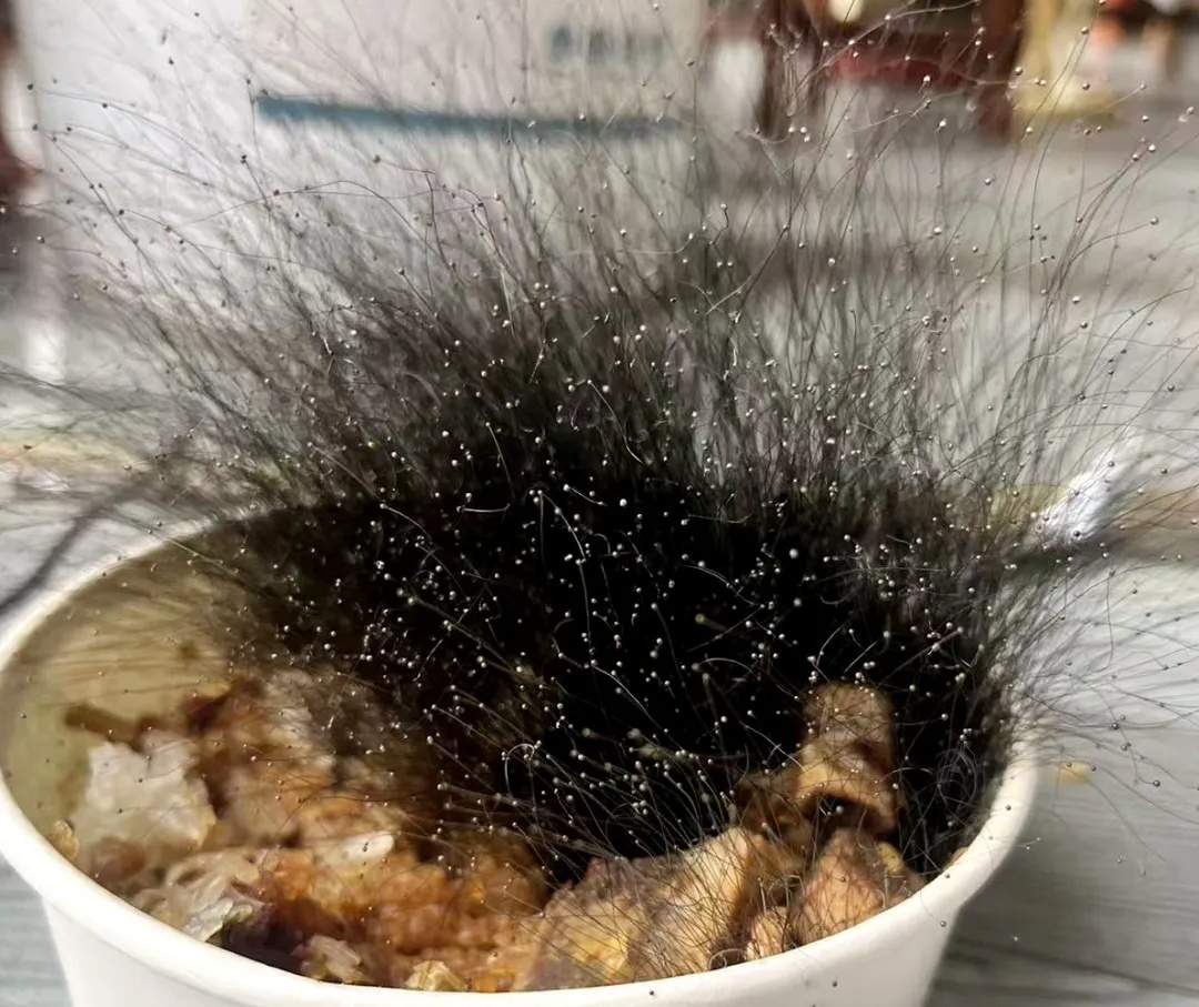 春节前忘扔牛肉饭，节后竟长出15厘米高“黑色丛林”