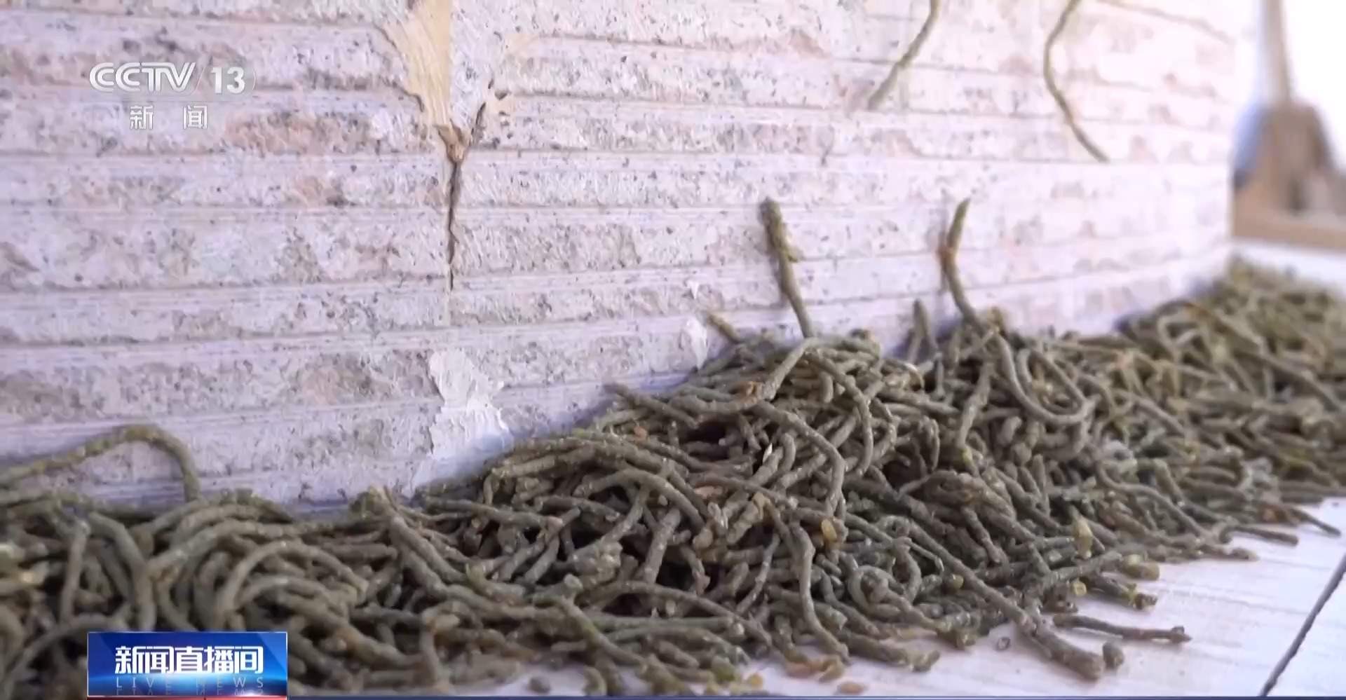 小满已到 该吃什么玩什么？小满时节全攻略来了