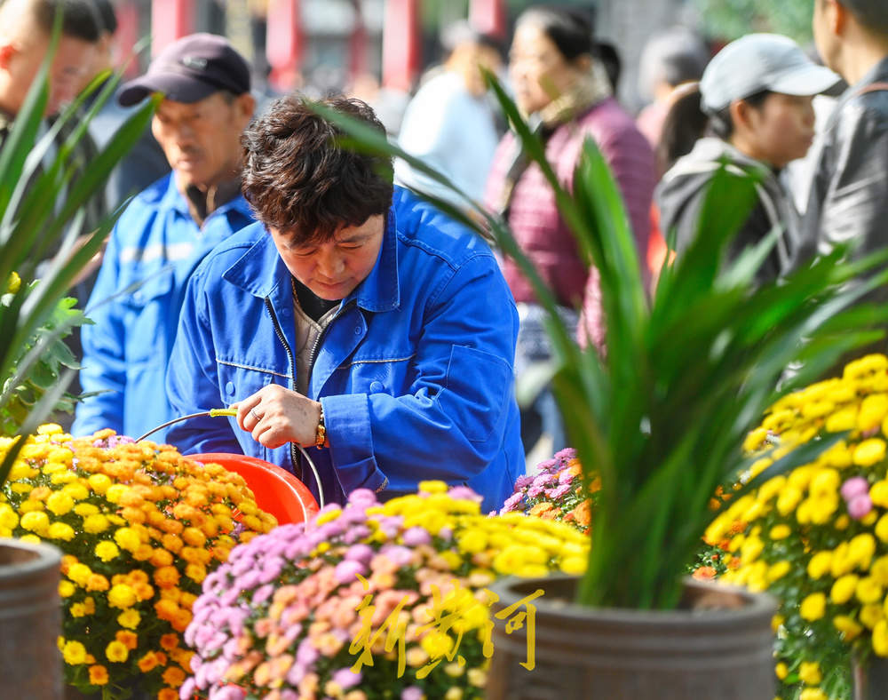 赏菊正当时 第46届趵突泉金秋菊展明日启幕
