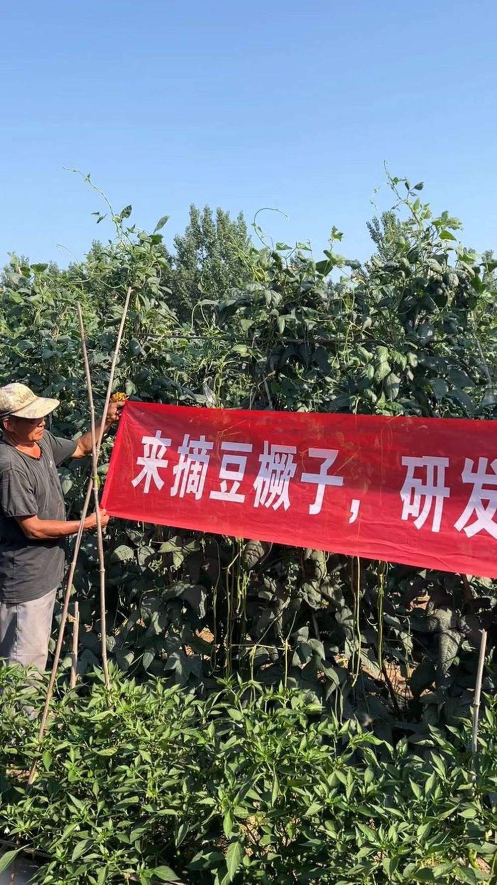 “豆橛子女神”亮相济南地铁车厢，山东企业自创“豆橛子”饼干开辟助农新路径