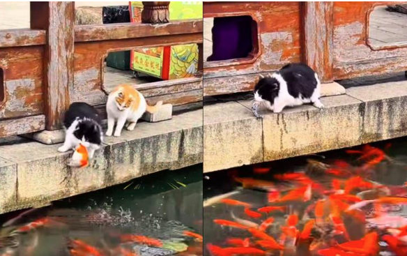 江苏园博园两野猫把景观池当“自助餐厅”走红