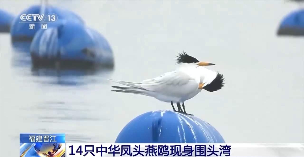 全世界最珍稀的候鸟!14只中华凤头燕鸥现身福建晋江围头湾