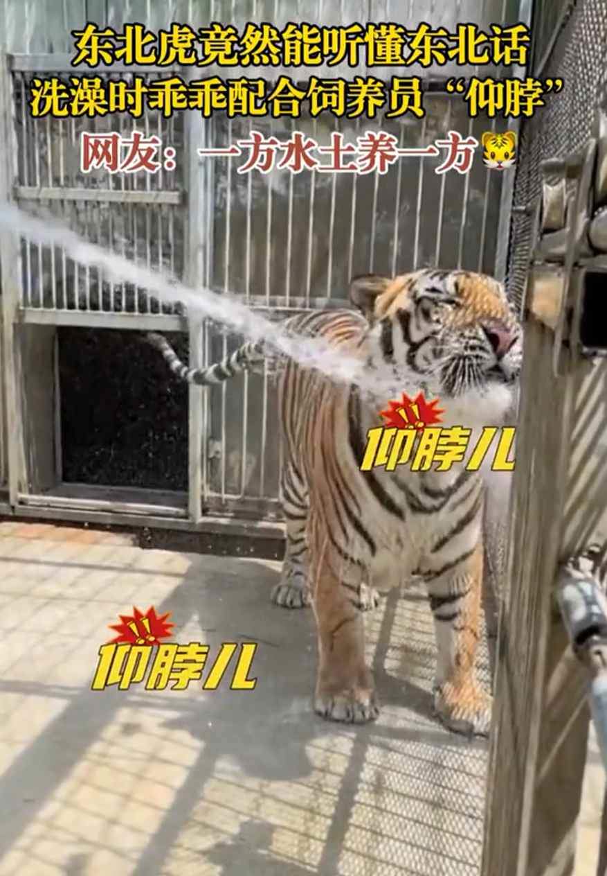 成精了?东北虎竟然能听懂东北话