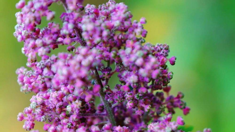 金秋丰收绘新景 乡村振兴谱华章