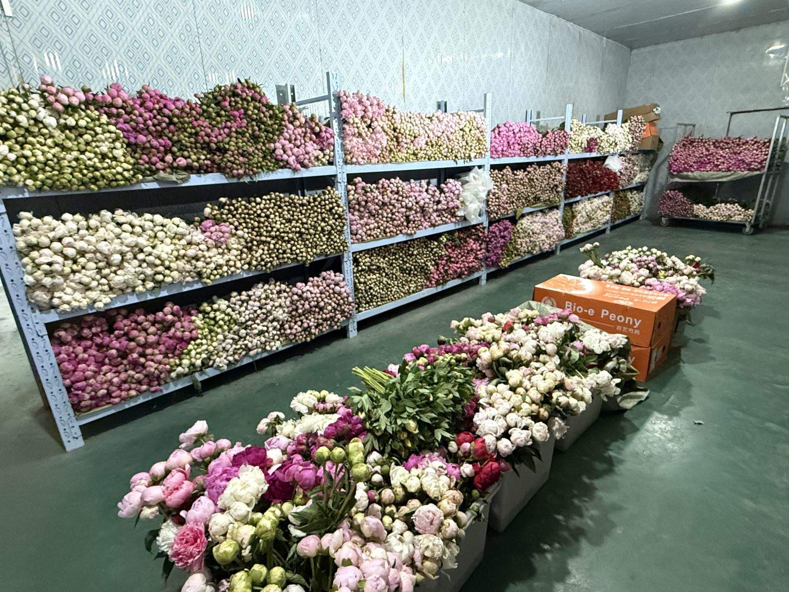 从“铁蛋”到“国际爆款”：菏泽芍药的“出海”密码