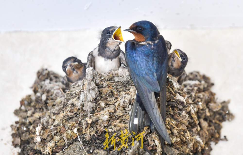 鸟窝快挤不下它们了！城市中的野生鸟宝宝们长大了