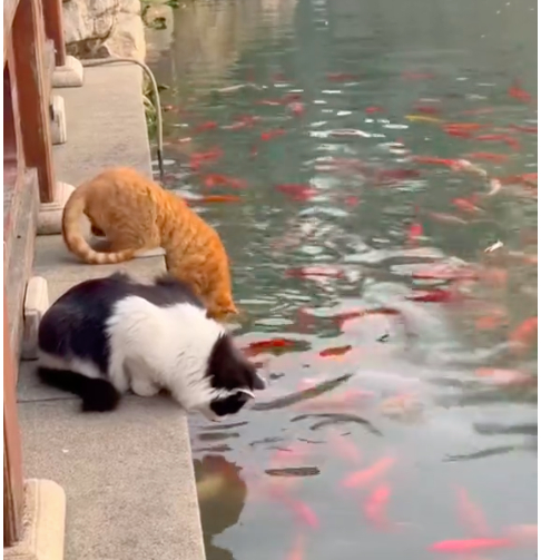 江苏园博园两野猫把景观池当“自助餐厅”走红