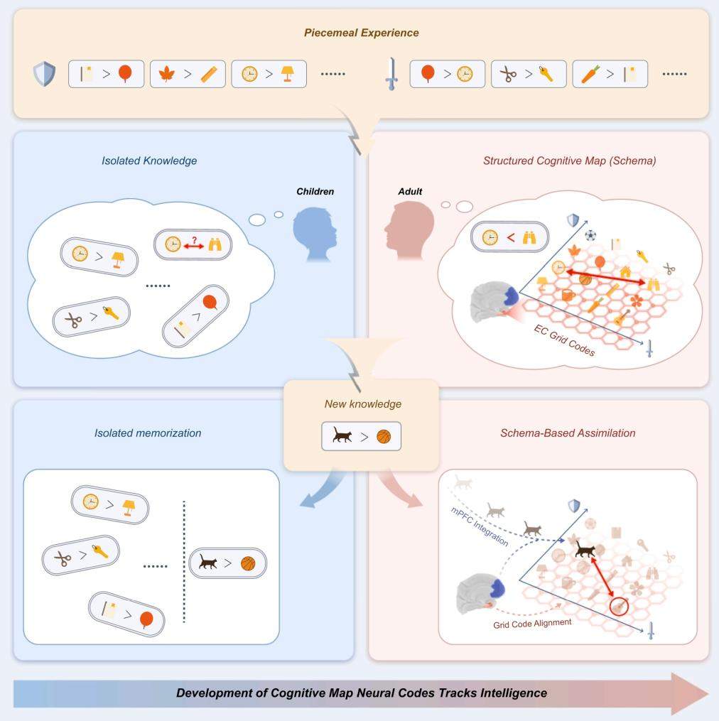人为何能“举一反三”？我国科研团队找到“神经依据”