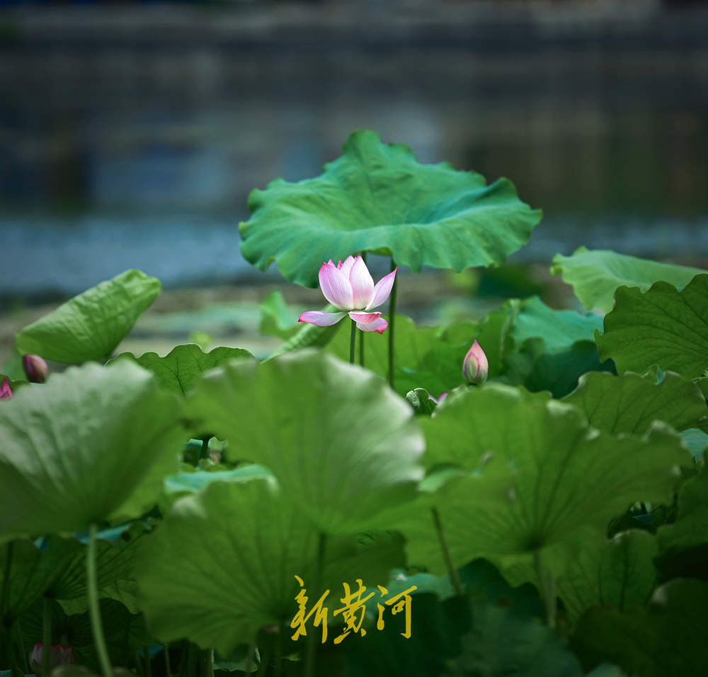 泉城暂别高温，百花洲湖畔赏荷花，丝丝凉风好惬意