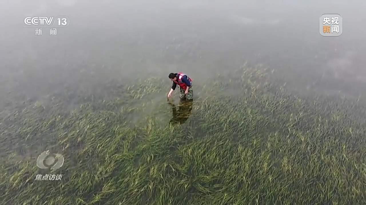 焦点访谈丨保护海洋生态 守好人海和谐的蓝色家园