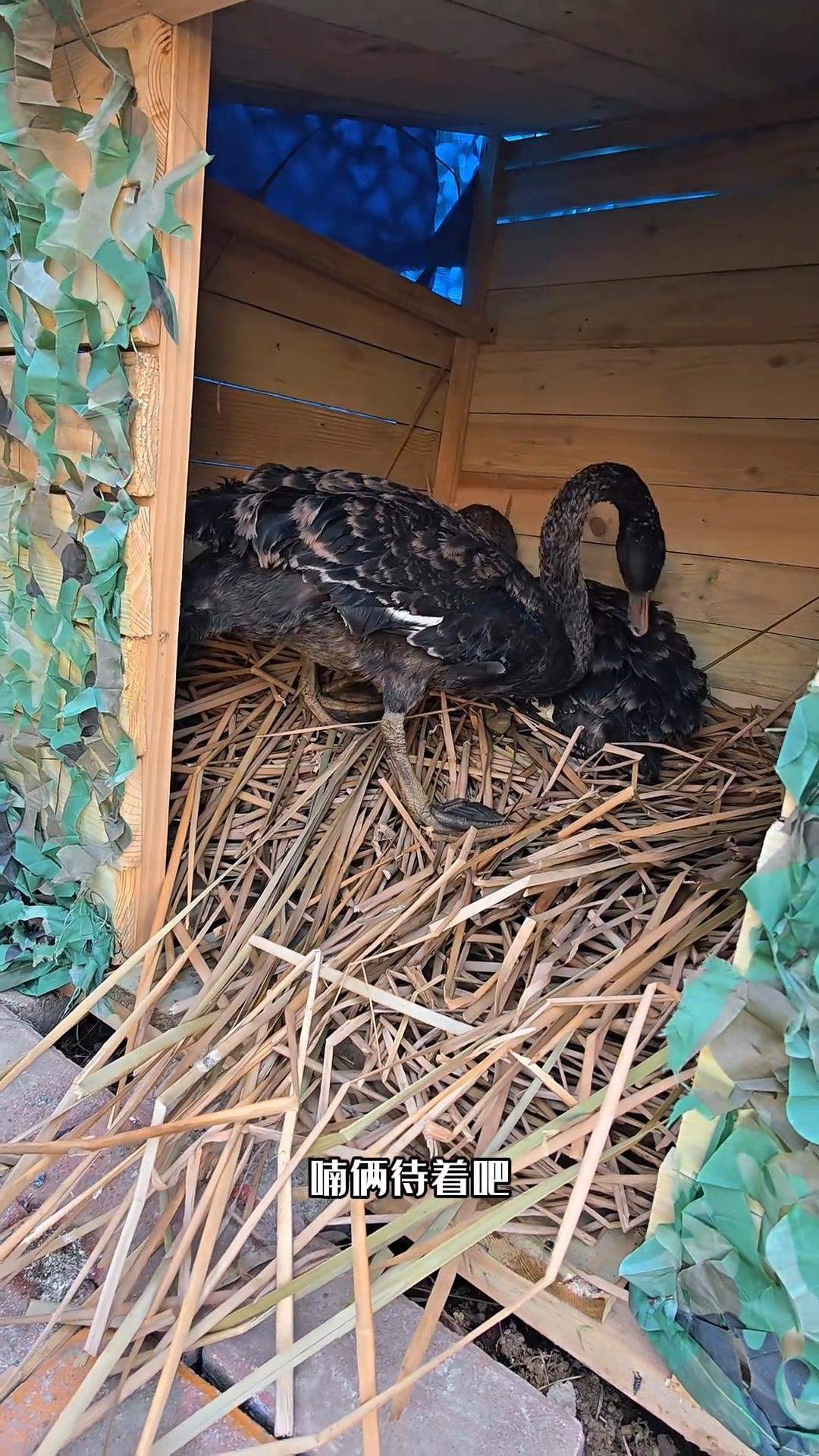 大连儿童公园一黑天鹅被偷后，两拨市民先后购买两对黑天鹅放生，公园管理方：园内禁止放生，不希望人工湖变天鹅湖