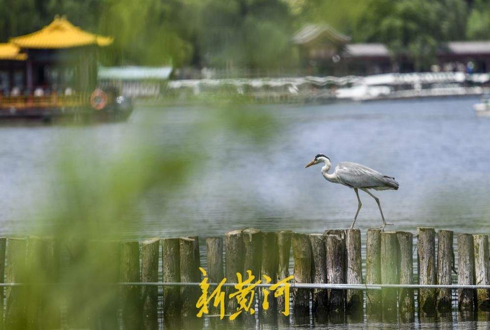 一年四季 泉在济南丨初夏大明湖野鸟做客  觅食休憩静看湖光山色
