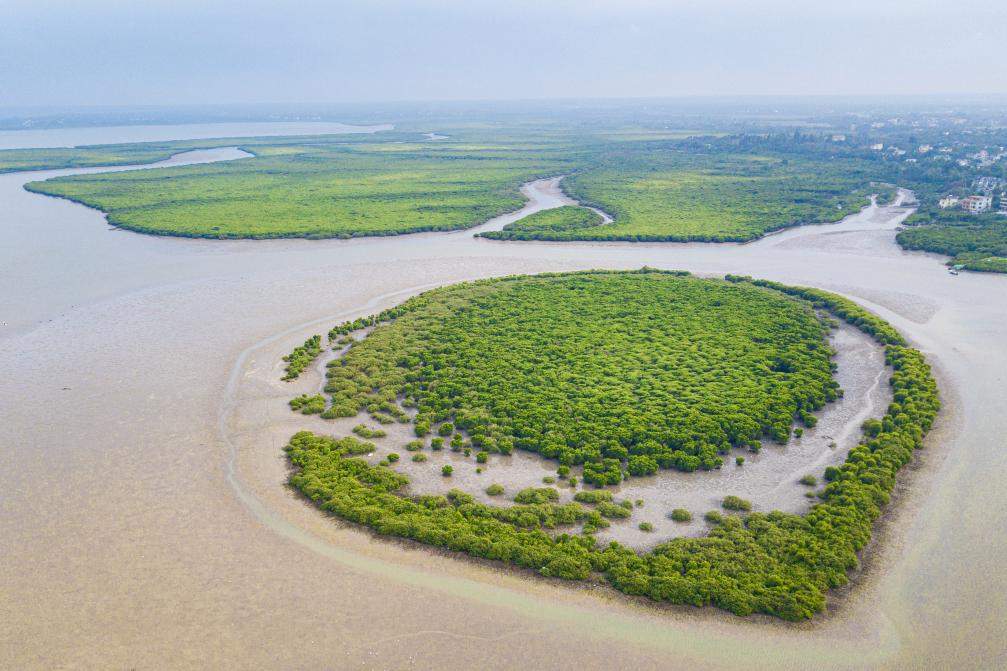 种在盐碱地、灌溉用海水，这样的“海水蔬菜”好吃吗？