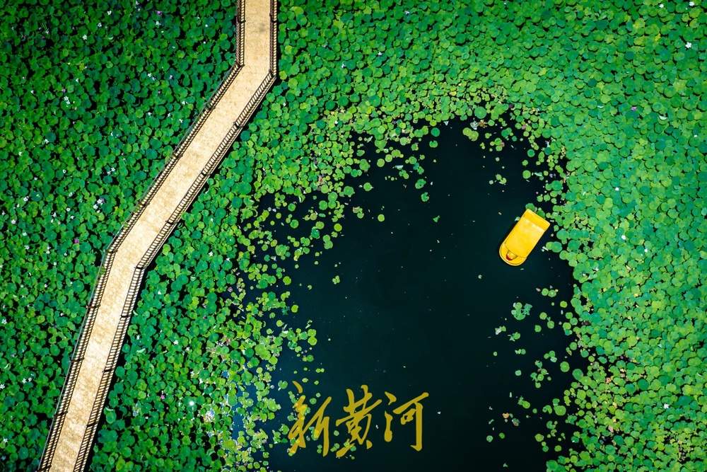夏日限定！济南鲜花港万平荷塘荷花盛放