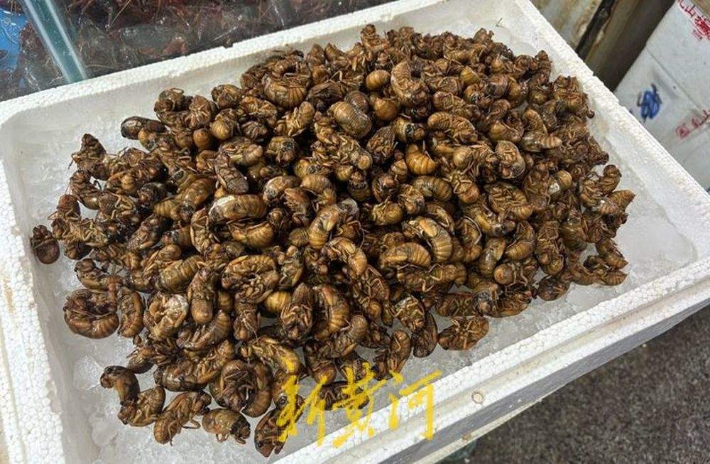 今年量少价高，济南金蝉百余元一斤赶超海鲜
