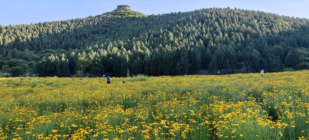 太出片了！济南这片宛如油画的花海进入盛花期，不要错过