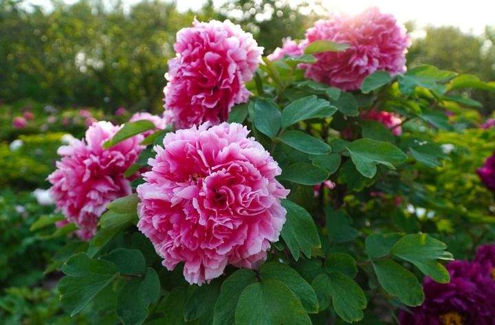 褚晓亮：在菏泽，读懂这封“牡丹来信”