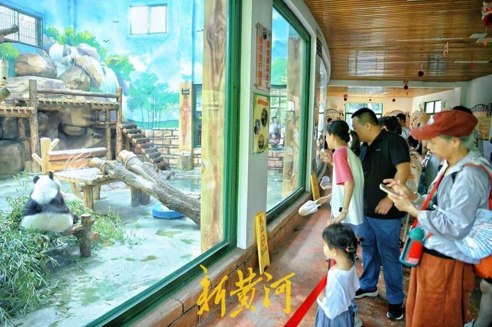 邂逅国宝萌态，市民暑期尾声乐享清凉亲子时光
