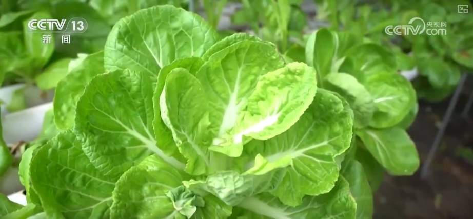 百姓“菜篮子”价优物丰四季安然 多举措有效保障春节供应