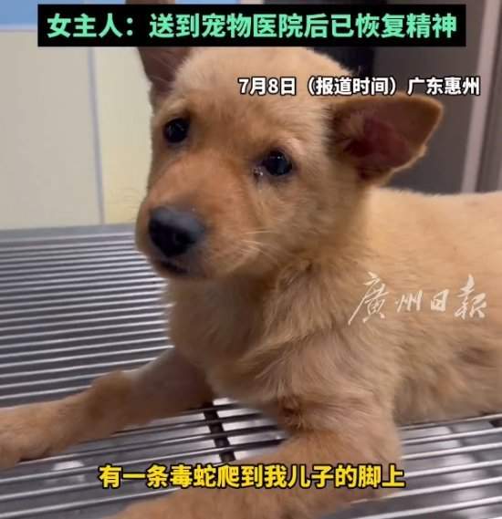 感动哭了!狗狗为救小主人被蛇咬伤后刨坑等死 送医后奇迹恢复