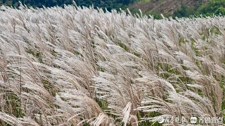 白色花海怎么拍都好看！济南丁子寨荻花已到观赏季