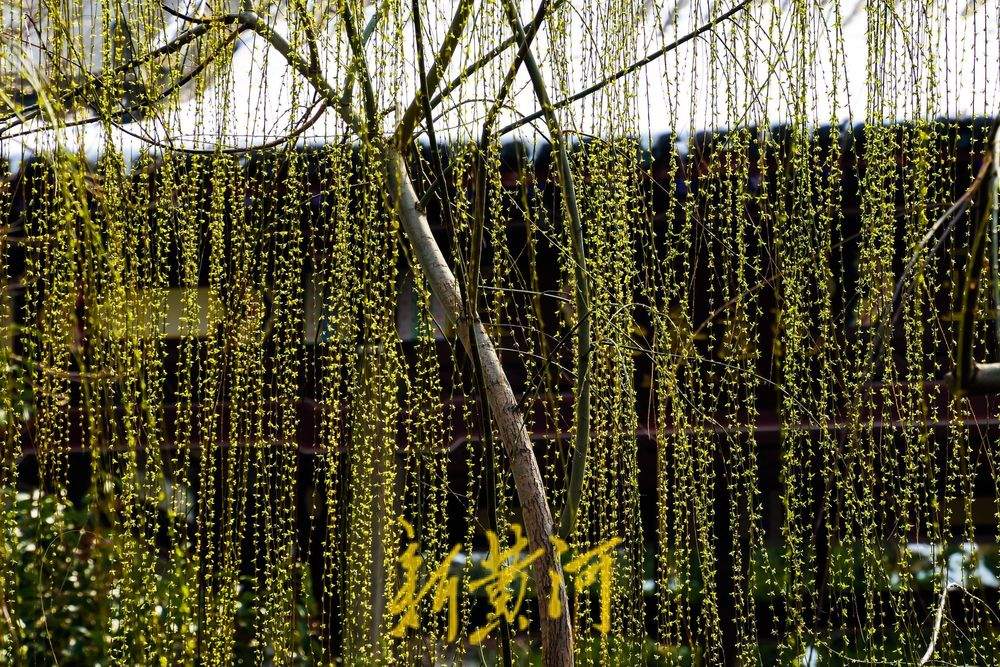 黑虎泉水位三连涨，护城河畔春意浓