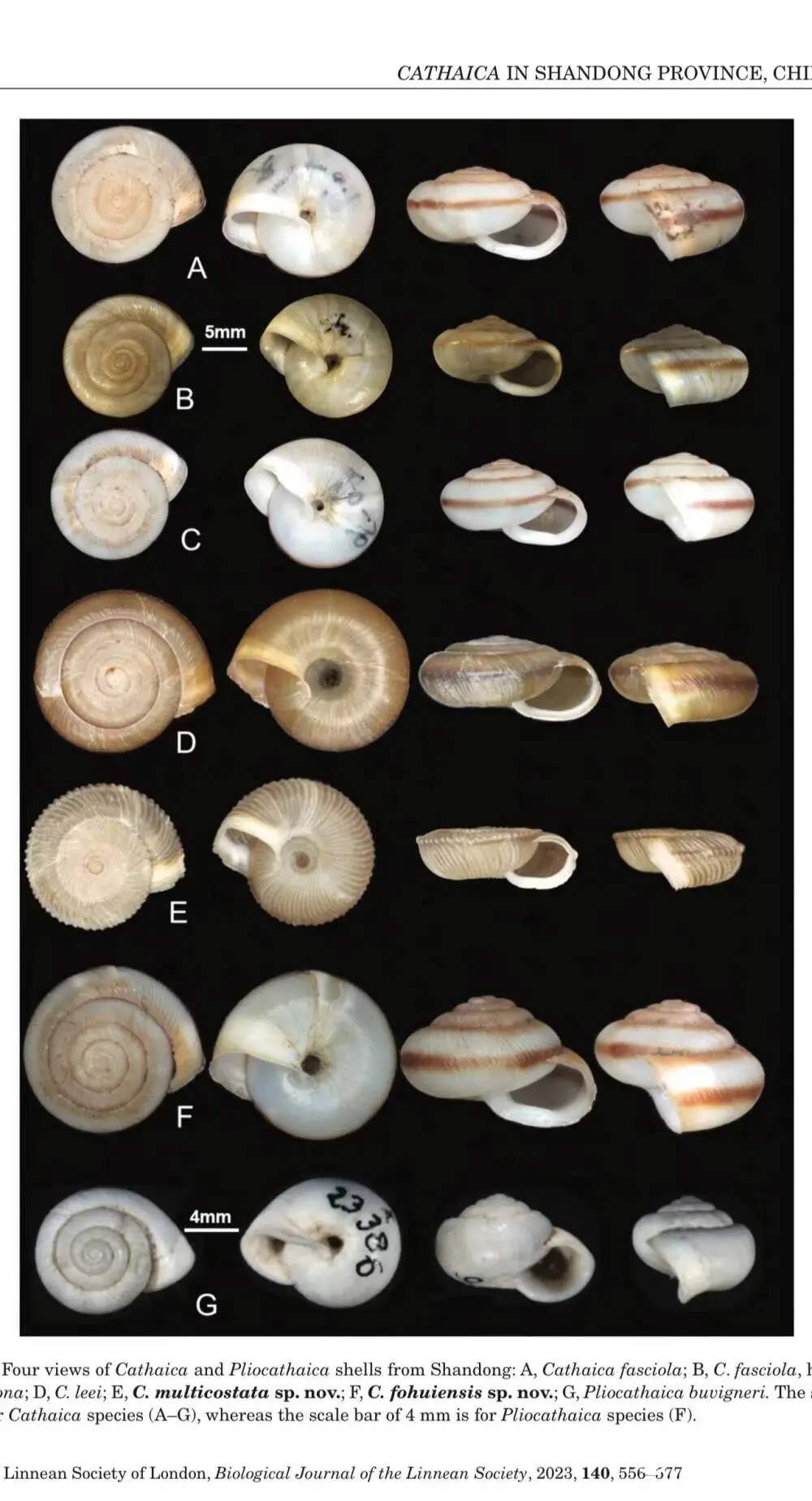 济南发现全球新记录蜗牛物种，命名为佛慧山华蜗牛