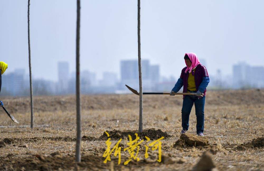 生态廊道春意浓！黄河沉砂池畔一半翠绿一半黄