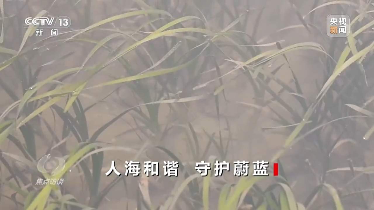 焦点访谈丨保护海洋生态 守好人海和谐的蓝色家园