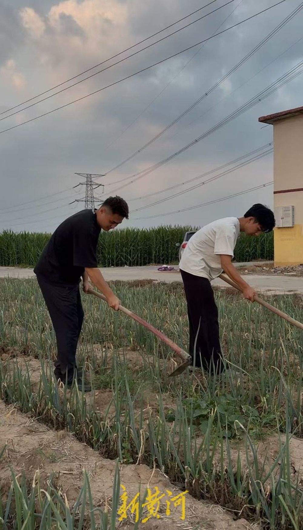 机械本科生返乡种大葱！00后新农人李英豪：泡在地里四个多月，葱已经长了1米高