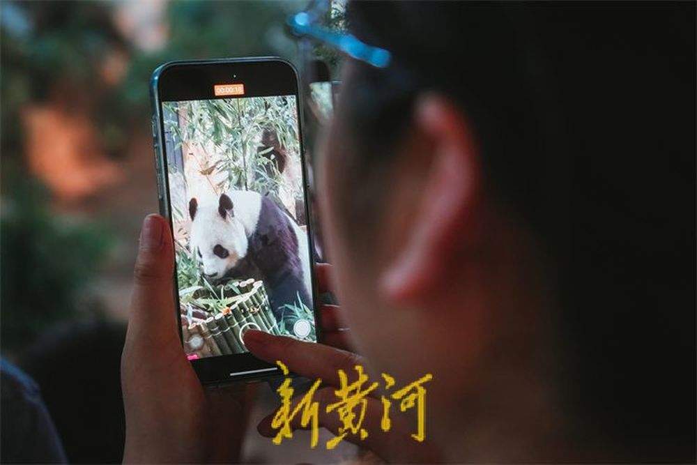 “华奥”17岁啦！游人围观大熊猫品尝生日大餐