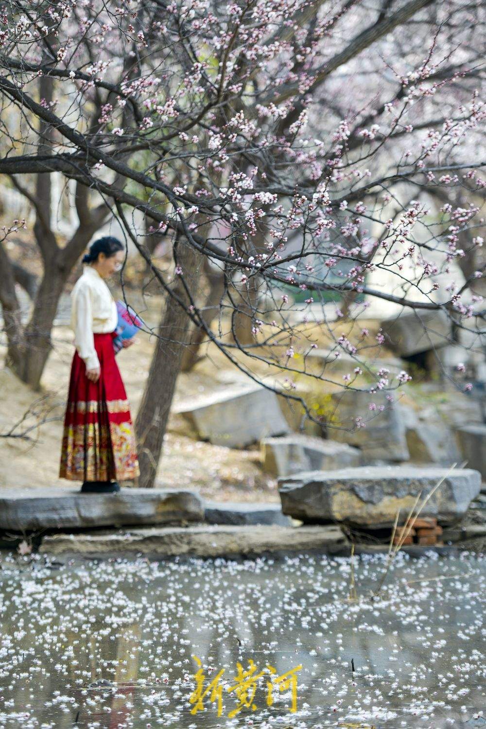 满园春花伴古城，济南最神秘公园里赏春