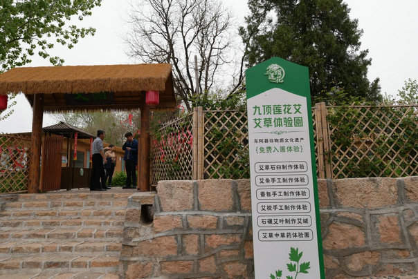 行走黄河｜东阿铜城街道艾山村：黄河畔的乡村振兴样本