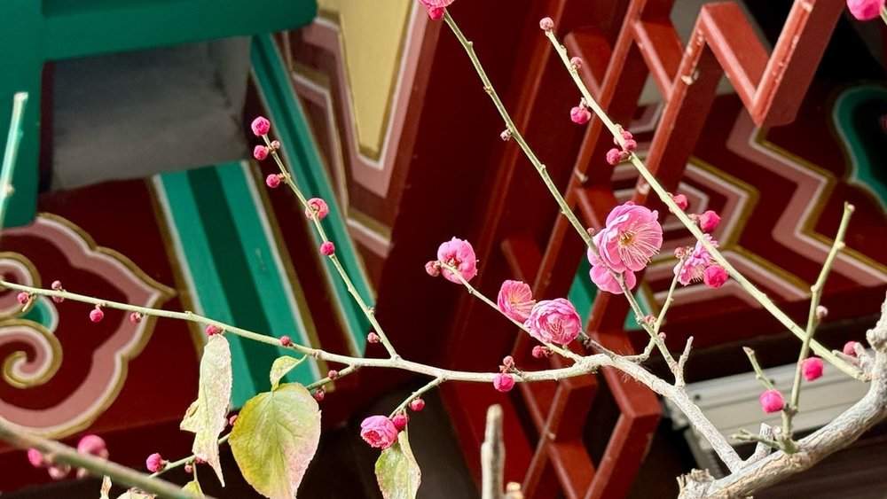 提前两个多月开放，趵突泉畔“梅”景迷人