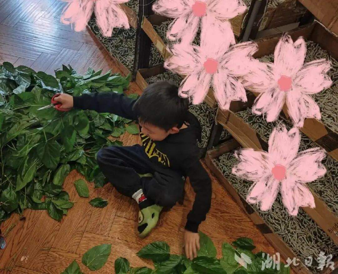 儿子说想做蚕丝被，妈妈网购1万粒蚕卵，耗时64天手搓两床蚕丝被