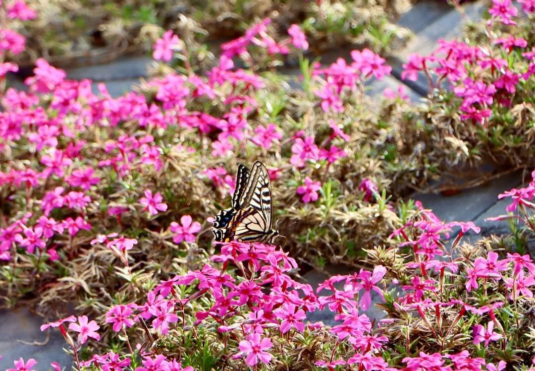 雨后春意浓，芝樱满坡开