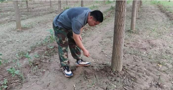 夜探济南章丘“金蝉村”：有村民一晚能摸千余只，收入近两千元