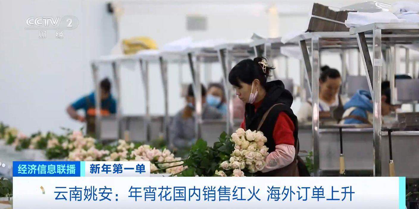 火爆!云南鲜切花火到海外 部分企业订单量暴增20%