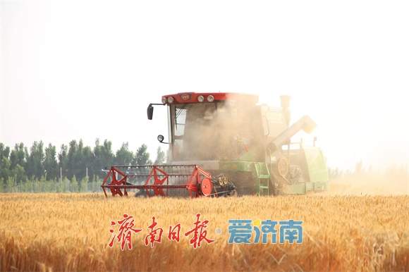 从一粒麦到产业链，从“空壳村”到“富裕村”！一位村干部的十年“粮心账”